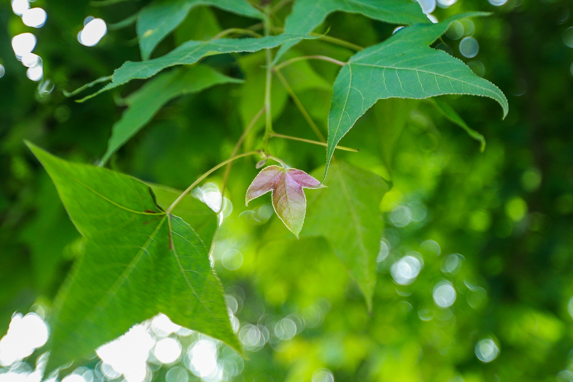 Cay sau sau o Ha Noi anh 4
