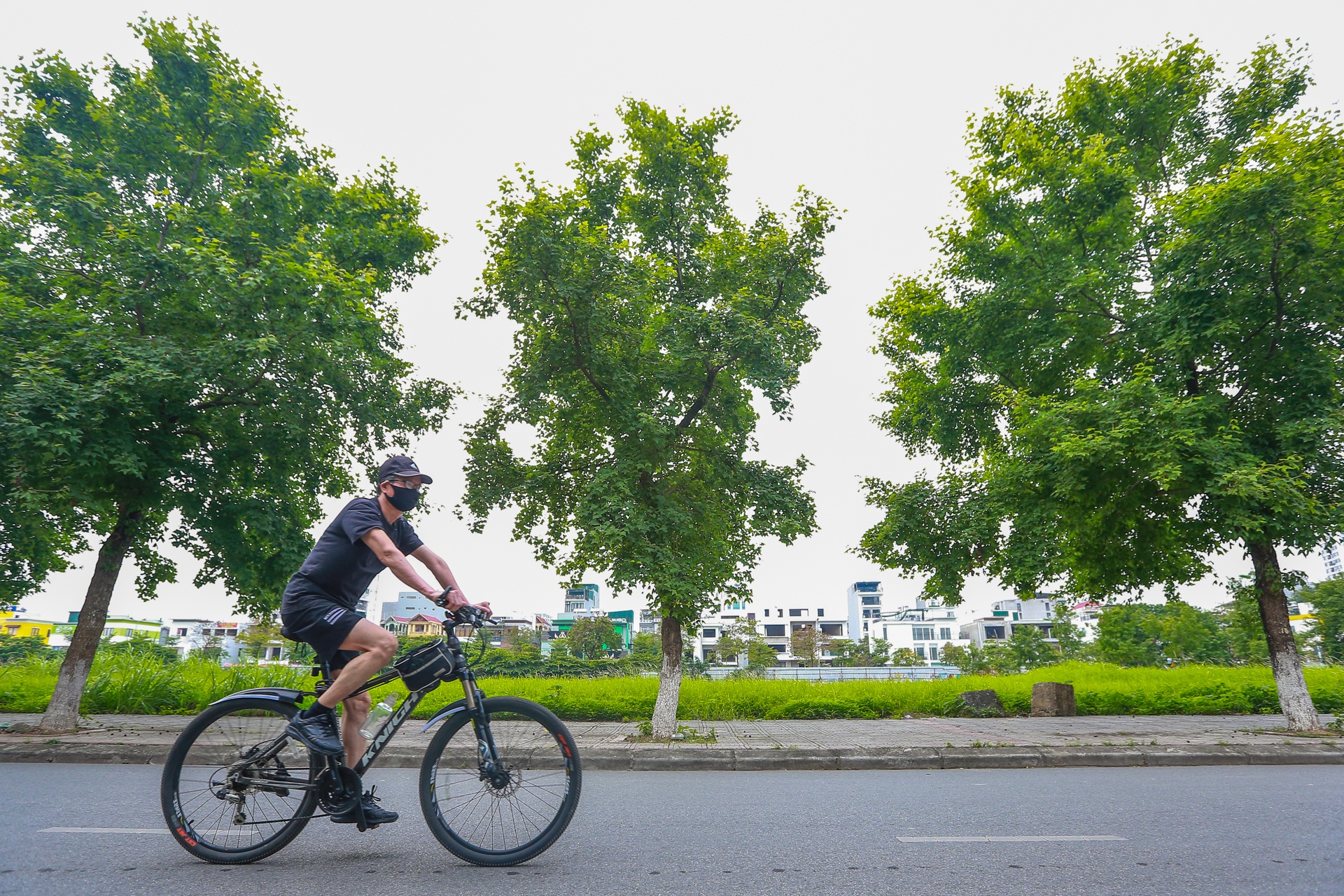 Cay sau sau o Ha Noi anh 8