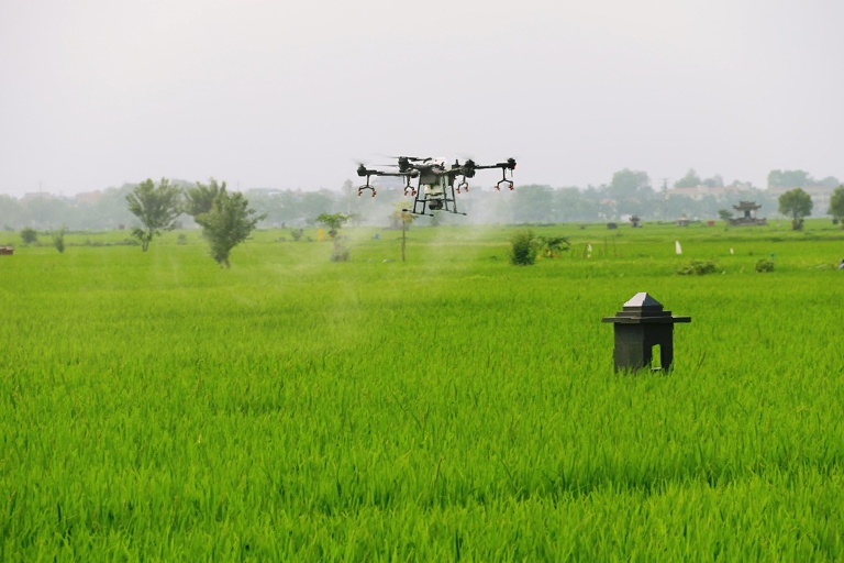 Thue may bay khong nguoi lai phun thuoc cho lua vung phong toa hinh anh