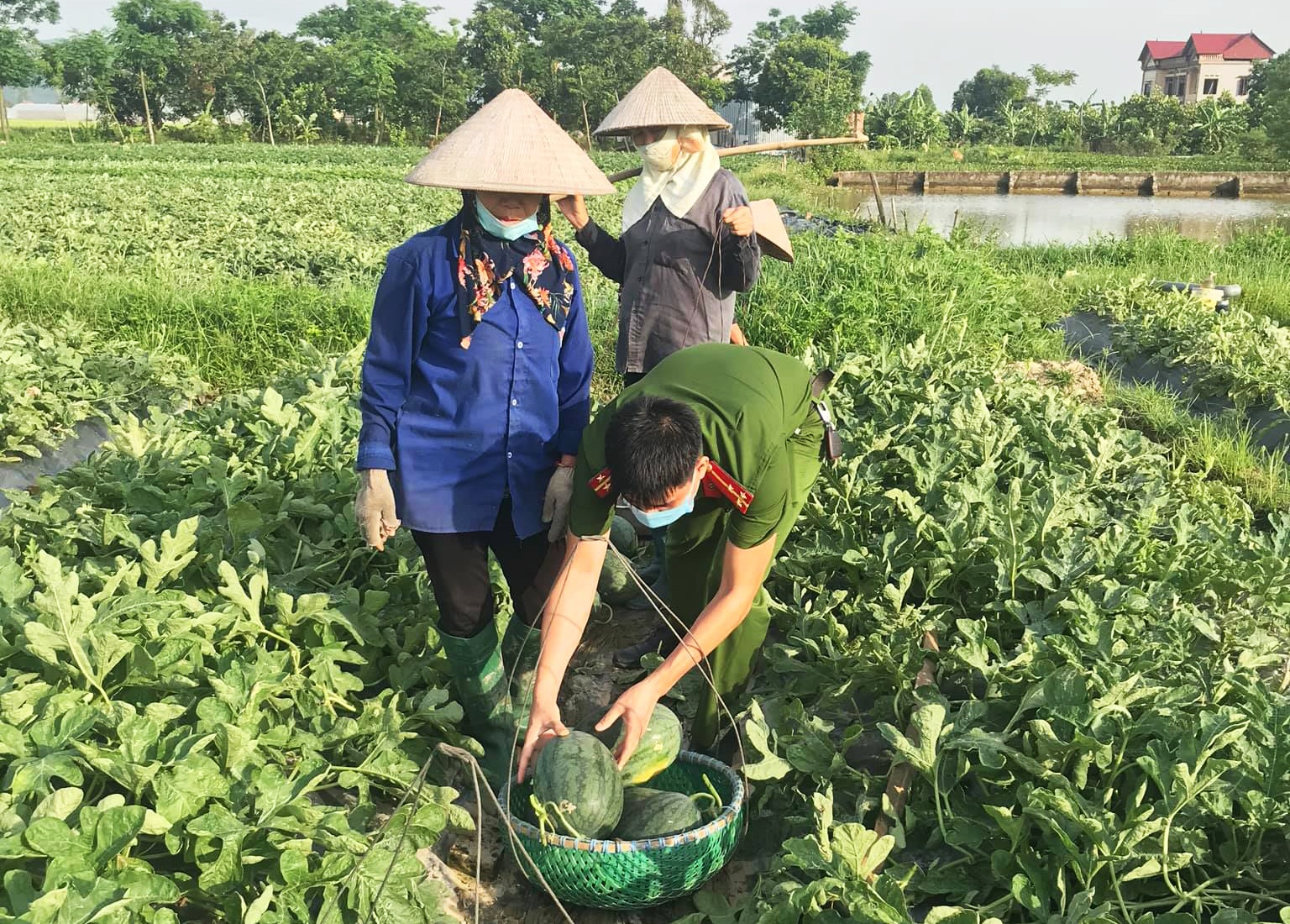 Cong an thu hoach dua hau giup nguoi dan dich Covid-19 anh 3