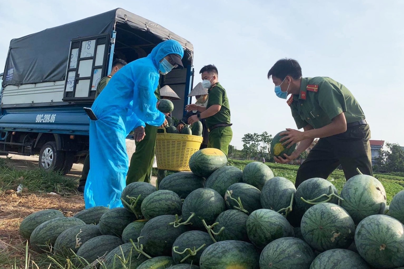 Cong an thu hoach dua hau giup nguoi dan dich Covid-19 anh 1