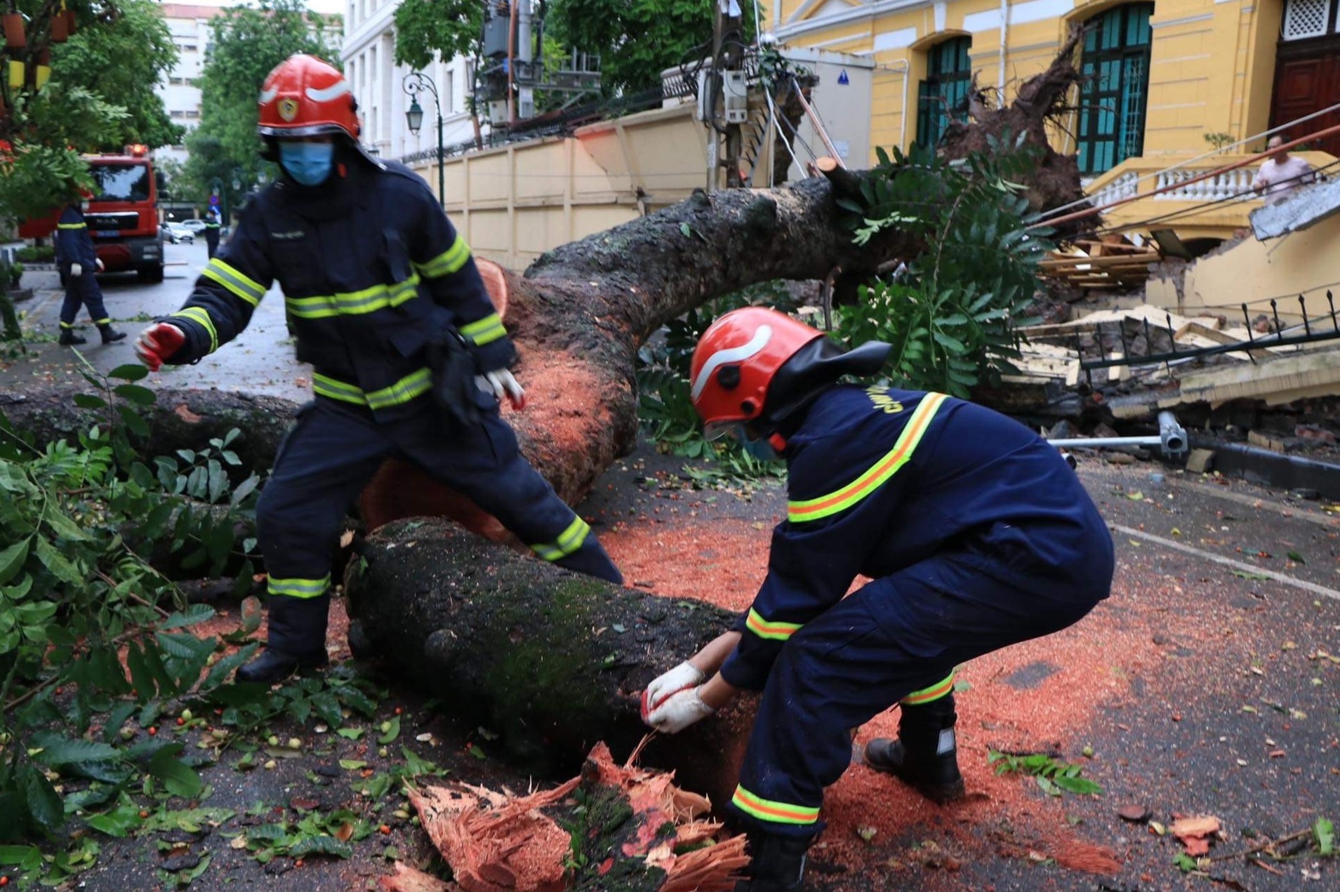 Cay co thu bat goc, de sap tuong TAND Toi cao hinh anh