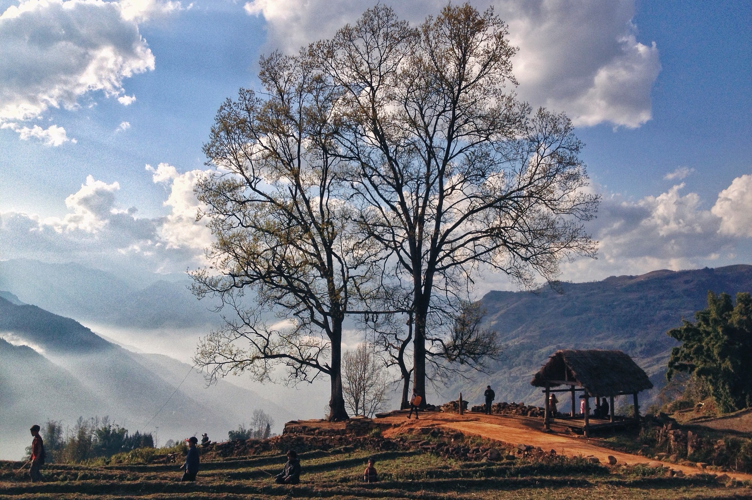 Y Ty cay Choan Then anh 3