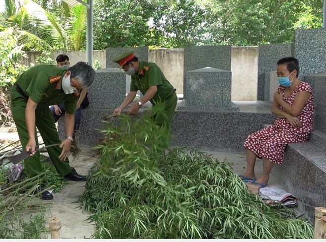 Trồng 115 cây cần sa ảnh 1 Trong 115 cay can sa anh 1