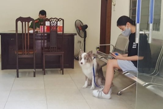 Dat cho di dao, co gai bi phat 2 trieu dong hinh anh