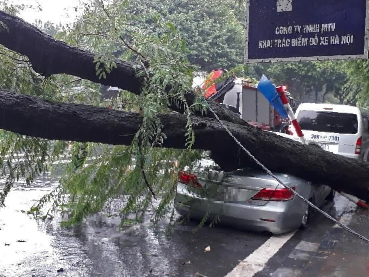 Cay bat goc Ha Noi anh 1