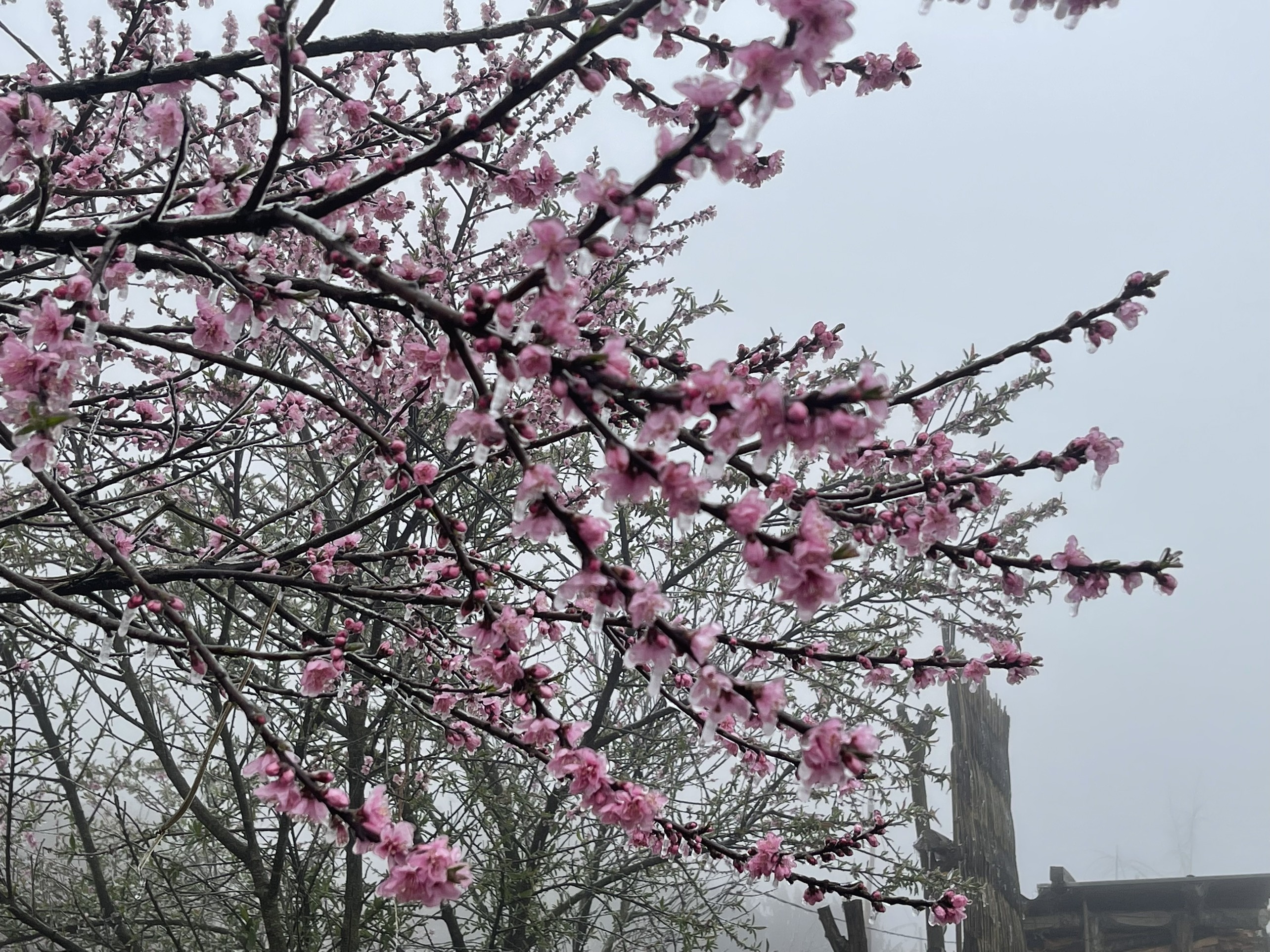 bang gia phu mau son y ty anh 15