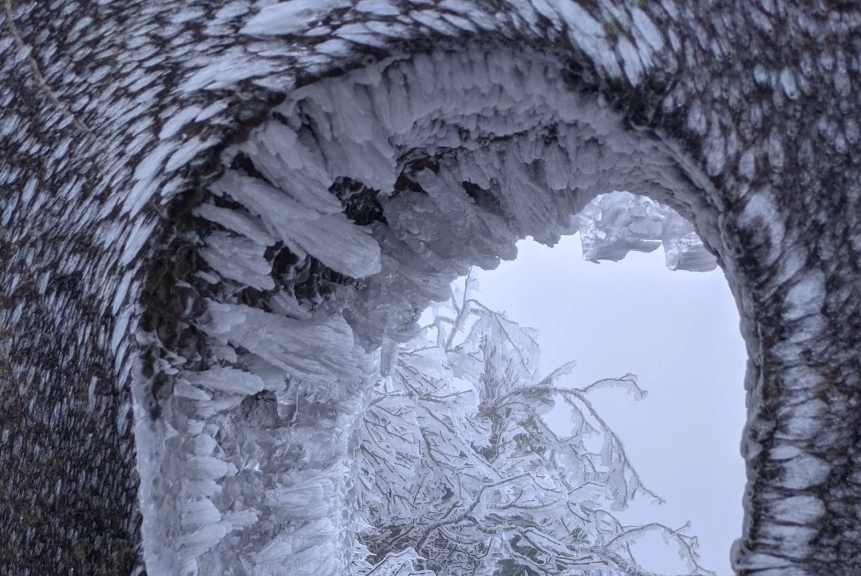 Bang gia phu day Mau Son, Y Ty hinh anh