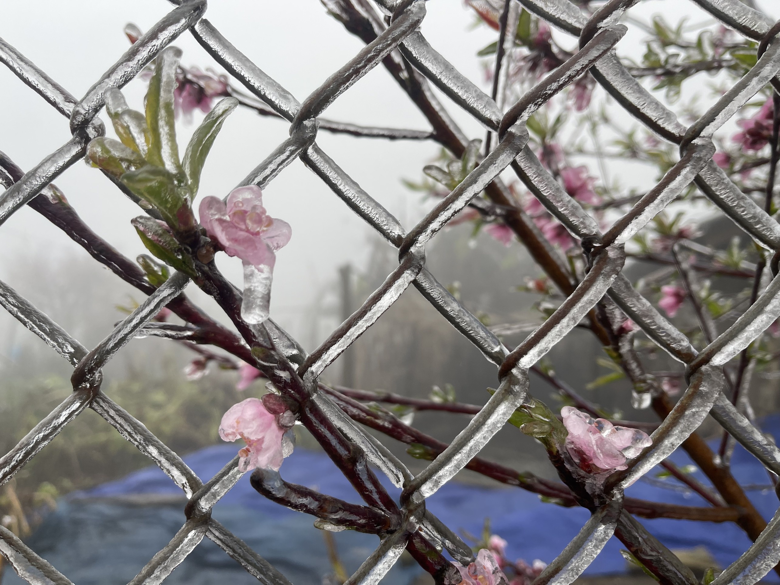 bang gia phu mau son y ty anh 12