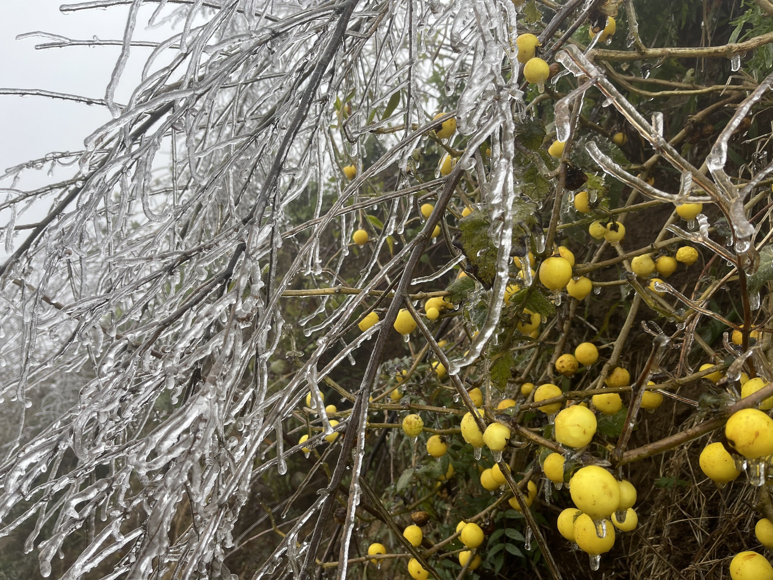 bang gia phu mau son y ty anh 14