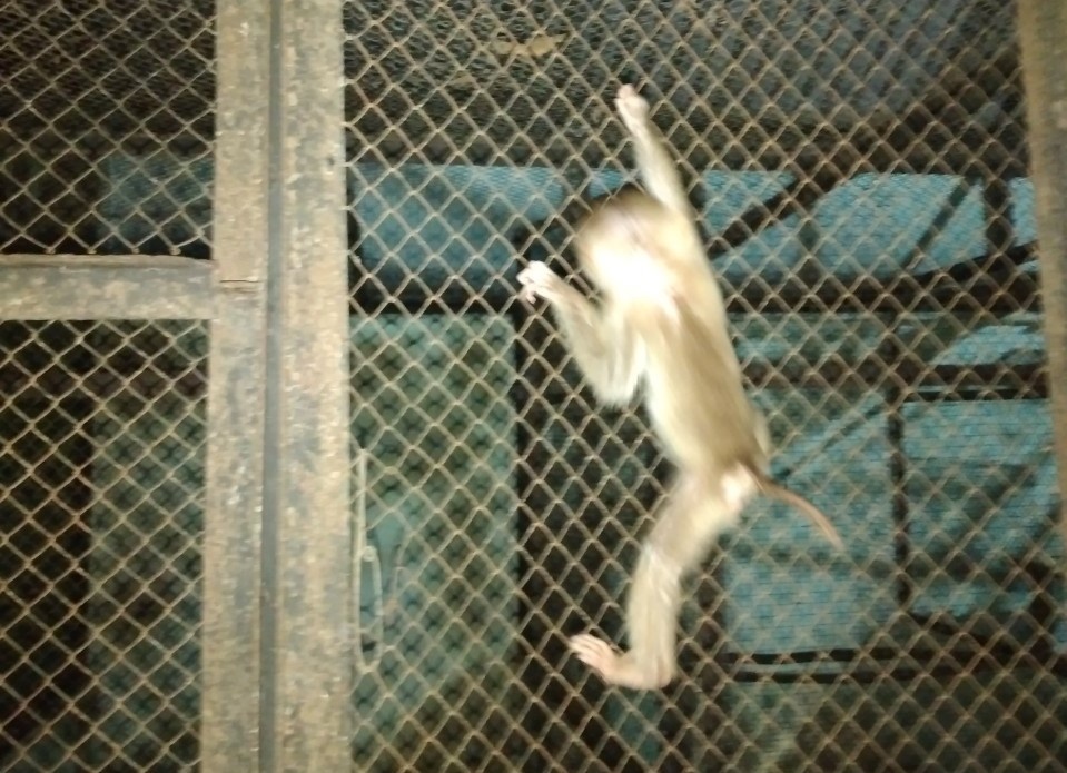 khi nhot trai phep anh 1