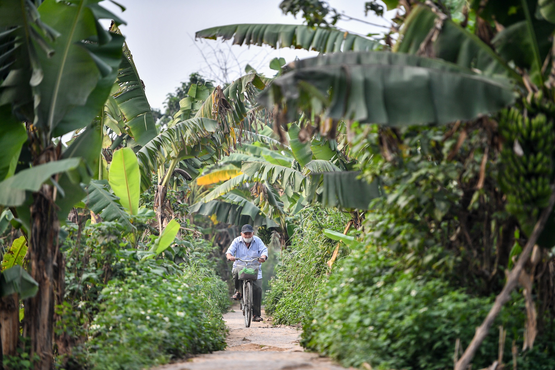 bai giua song Hong lam cong vien anh 7