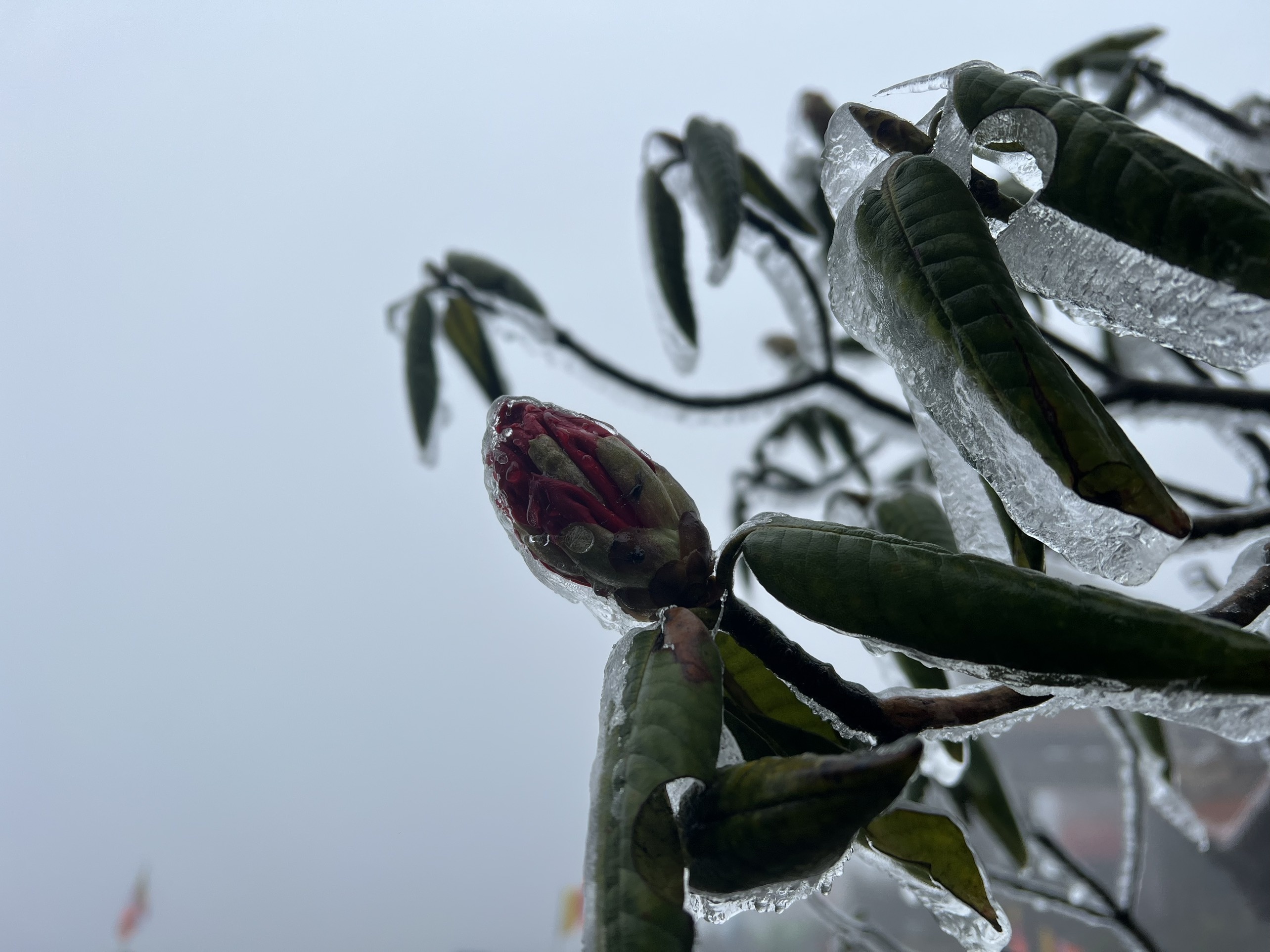 bang gia bao phu fansipan anh 7