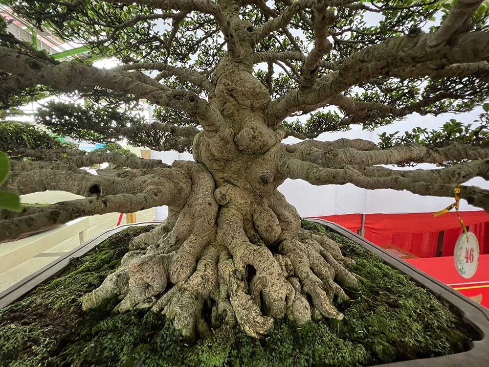 Nhung cay ‘bau vat’ tien ty hoi ngo o mien Tay hinh anh