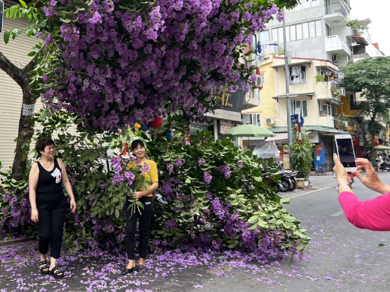 Nhieu nguoi keo den chup hinh voi cay bang lang gay o Ha Noi hinh anh