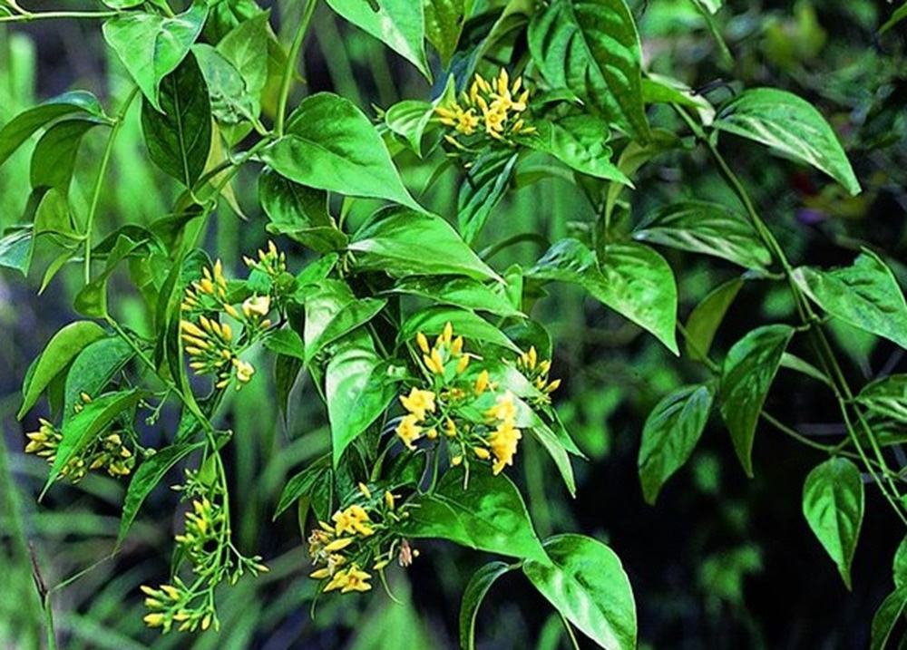 Hoc sinh lop 10 o Quang Nam an la ngon tu tu hinh anh