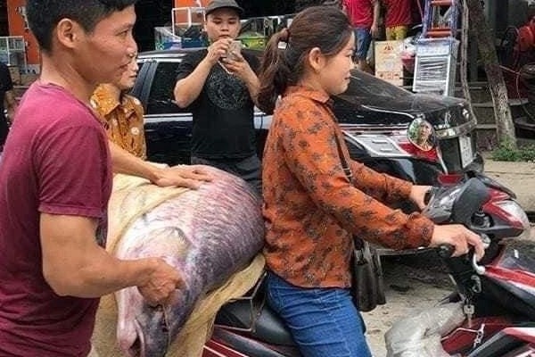 Ngu dan bat duoc ca tram den nang 52 kg o ho Thac Ba hinh anh