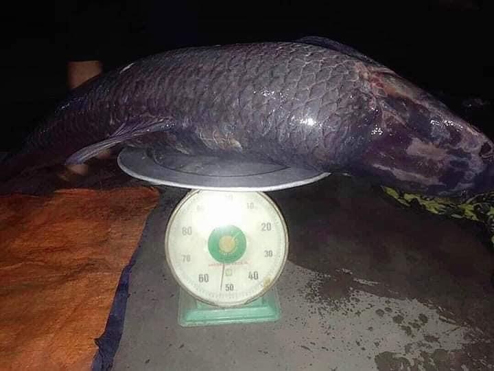 cá trắm đen 52 kg ảnh 1 ca tram den 52 kg anh 1