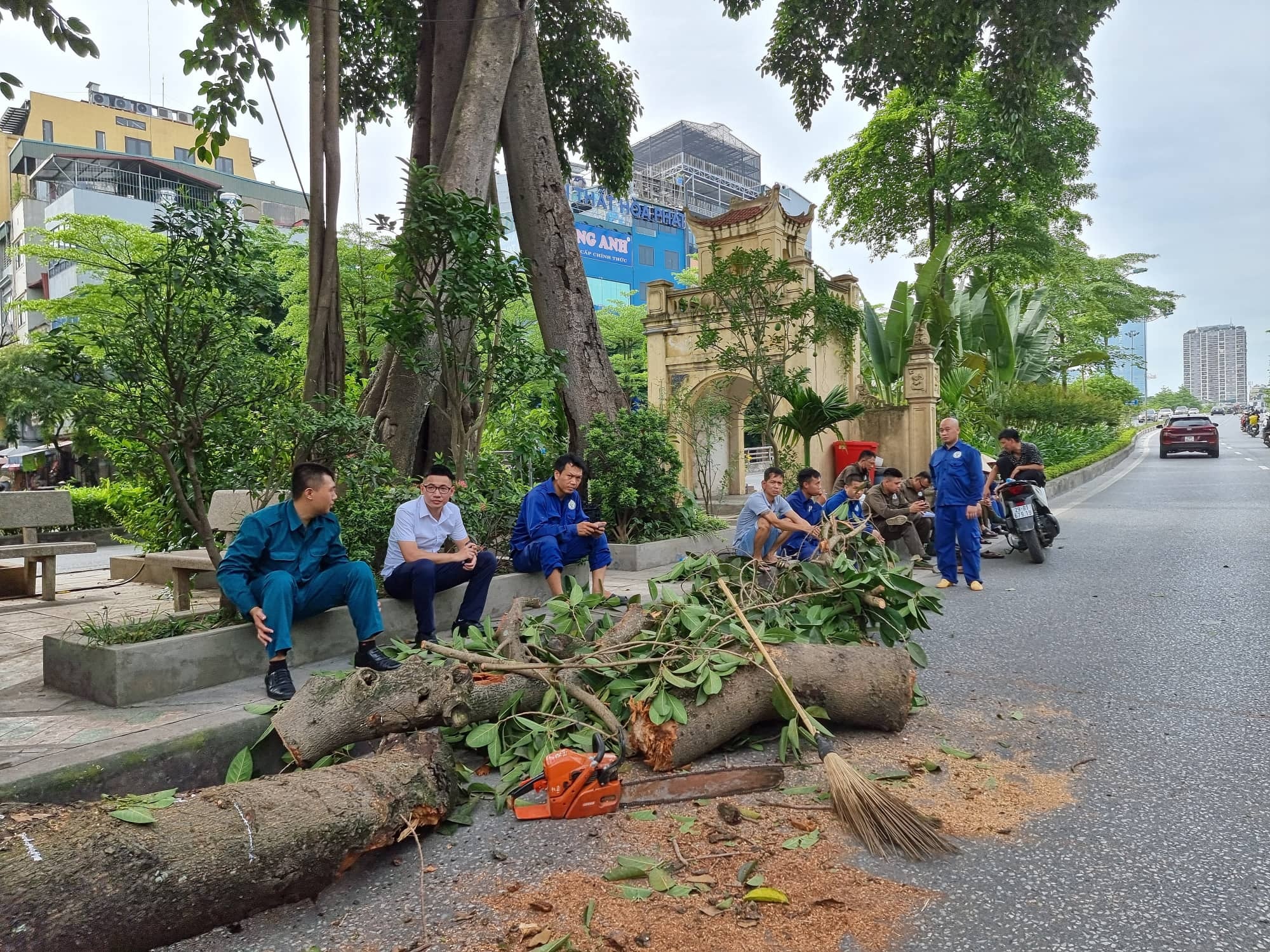 cay co thu nam giua duong vanh dai 2 anh 2