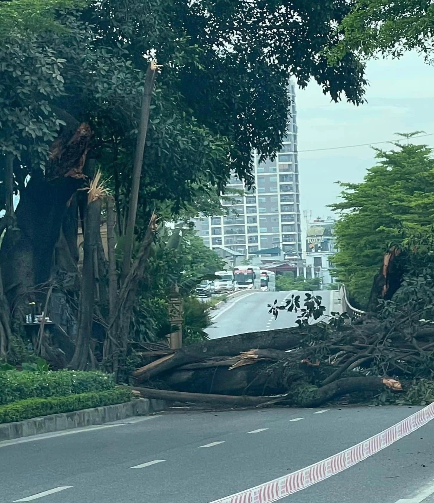 cây đa đổ võ chí công ảnh 1 cay da do vo chi cong anh 1