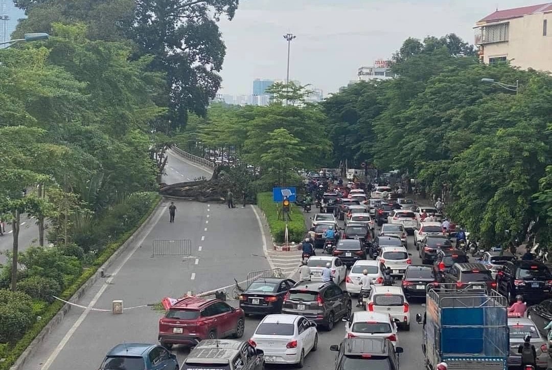 Canh cay da co thu chan ngang duong Vo Chi Cong, giao thong te liet hinh anh