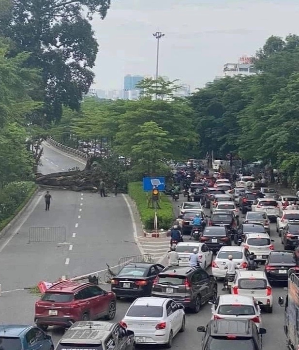 cây đa đổ võ chí công ảnh 2 cay da do vo chi cong anh 2