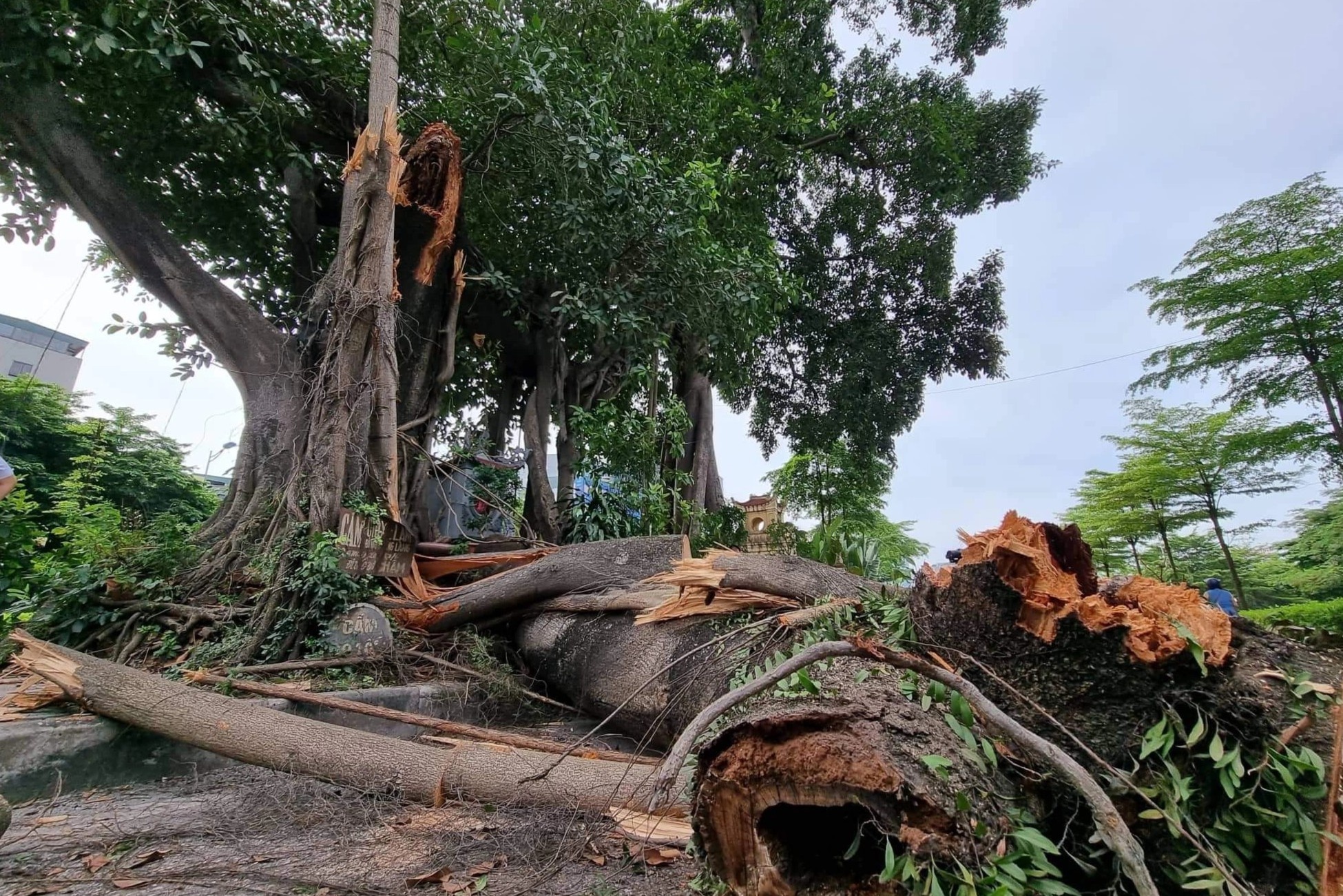 'Cay da dac biet' an ngu giua truc duong hon 6.400 ty o thu do hinh anh