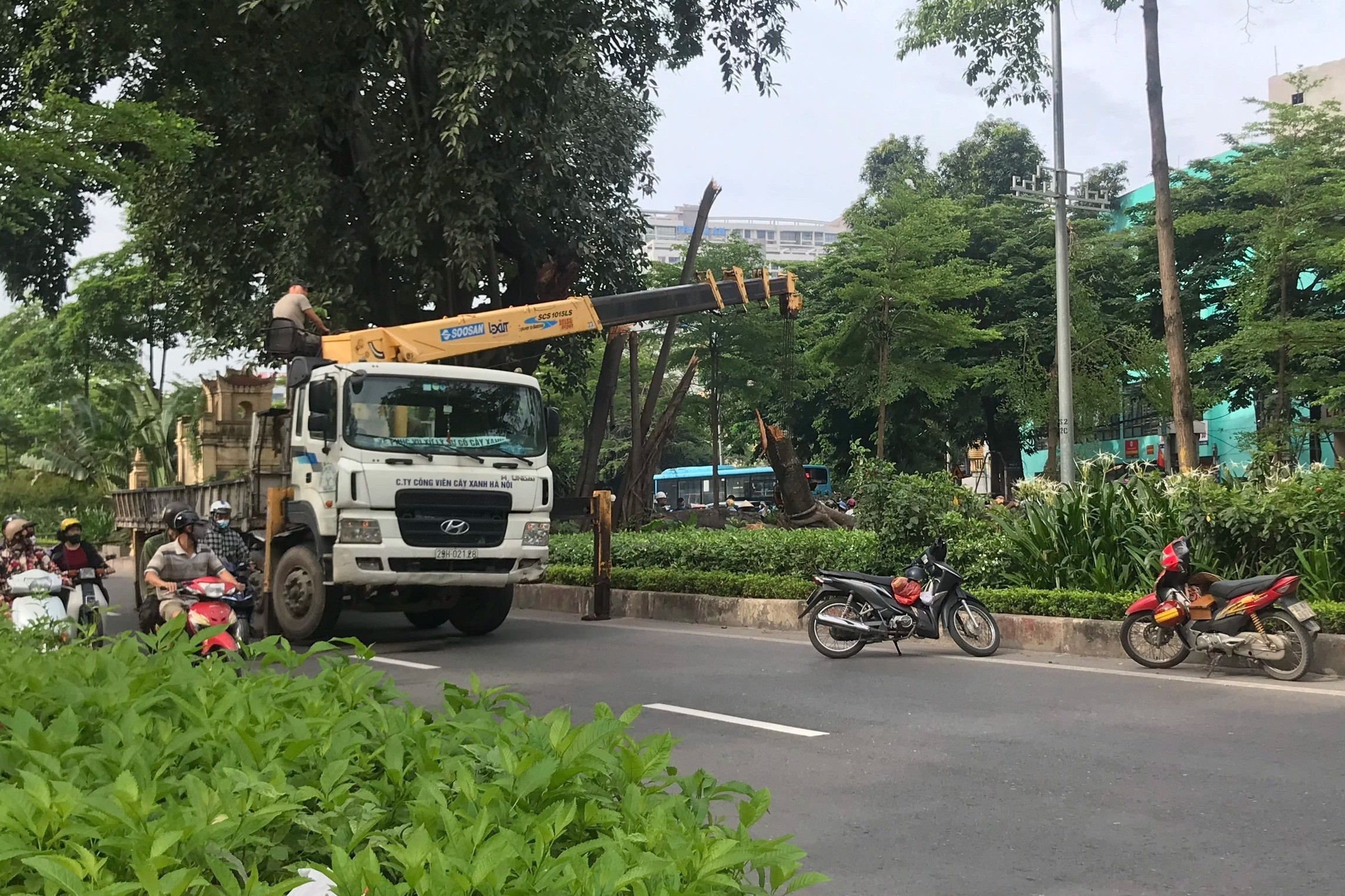 cây cổ thụ nằm giữa đường vành đai 2 ảnh 1 cay co thu nam giua duong vanh dai 2 anh 1