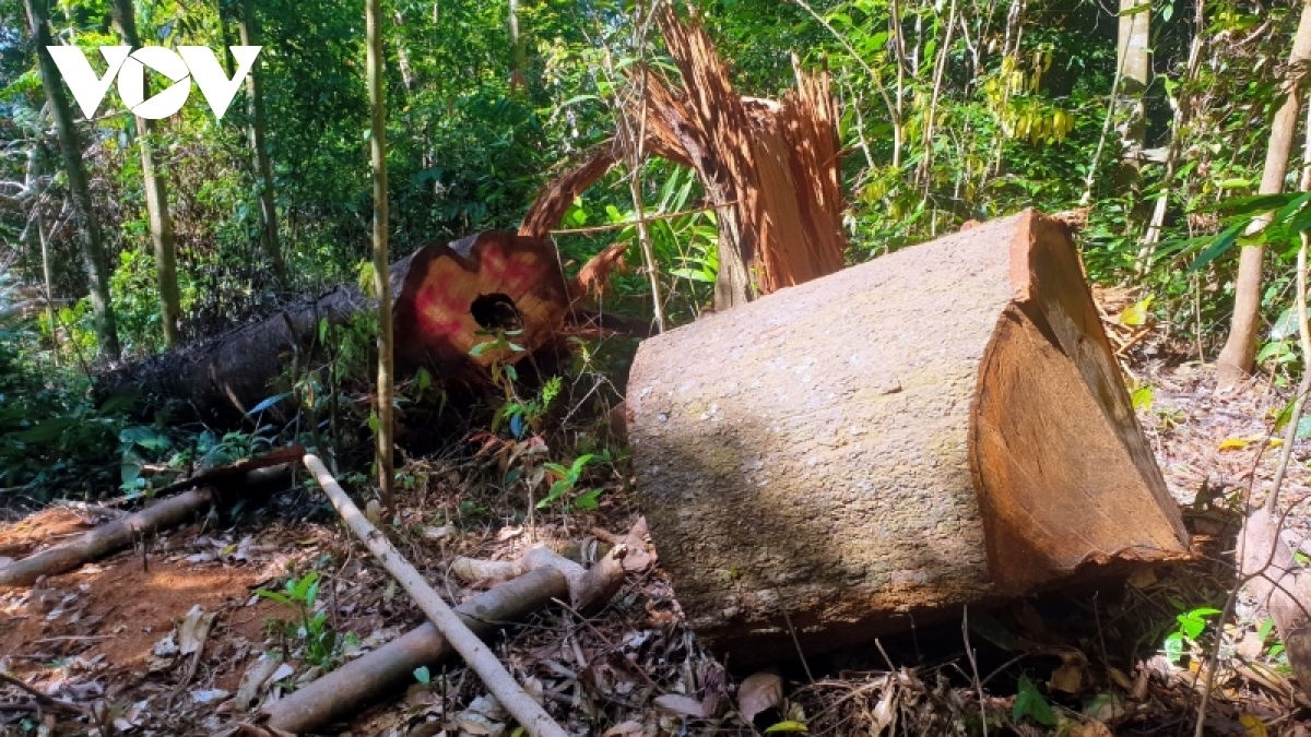 Gia Lai thanh tra dot xuat viec trong rung tai Dak Doa anh 1