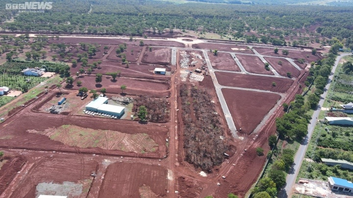 Yeu cau dung di thuc nghin cay thong o du an san golf Dak Doa hinh anh