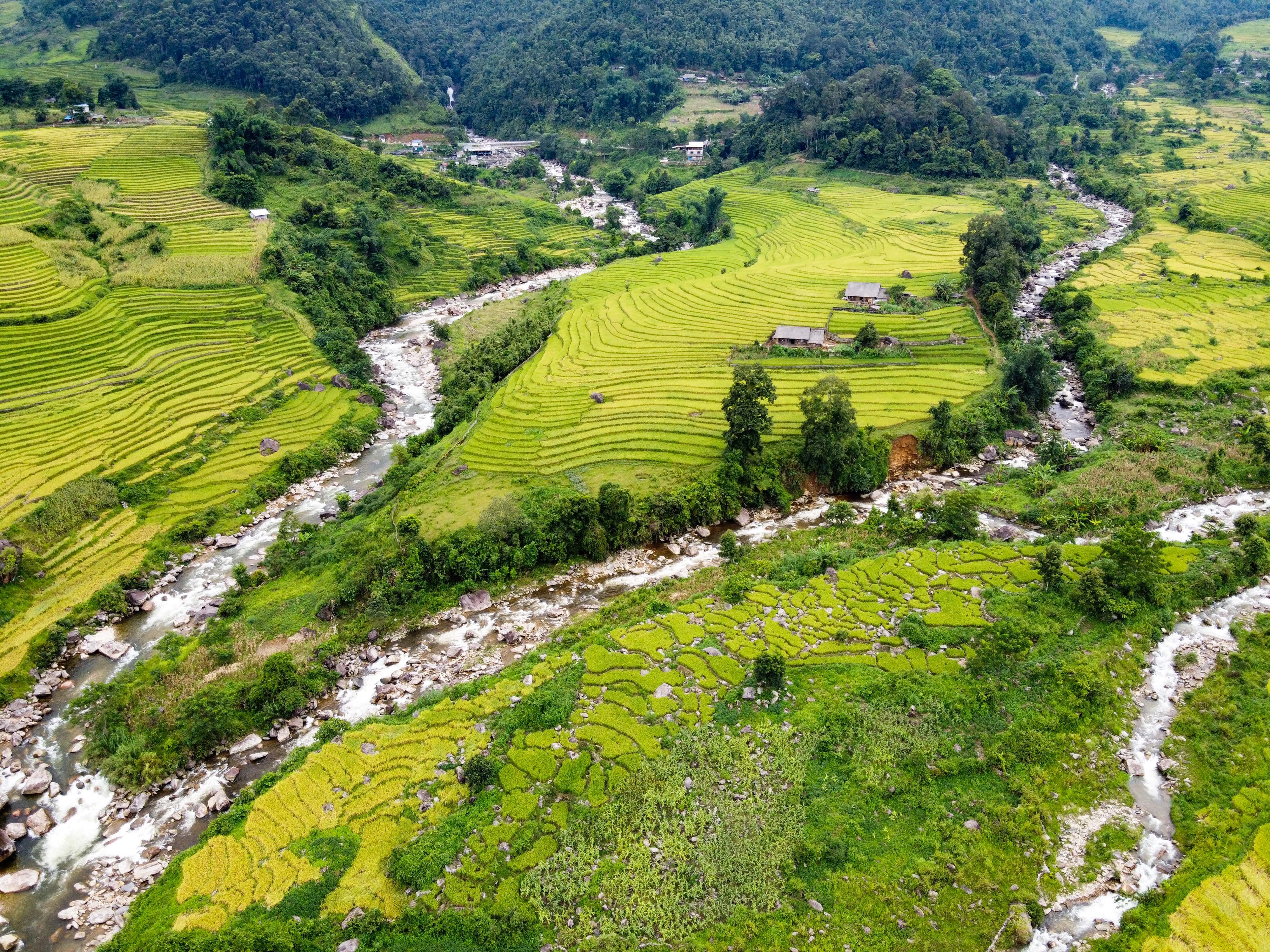 lua chin y ty anh 10