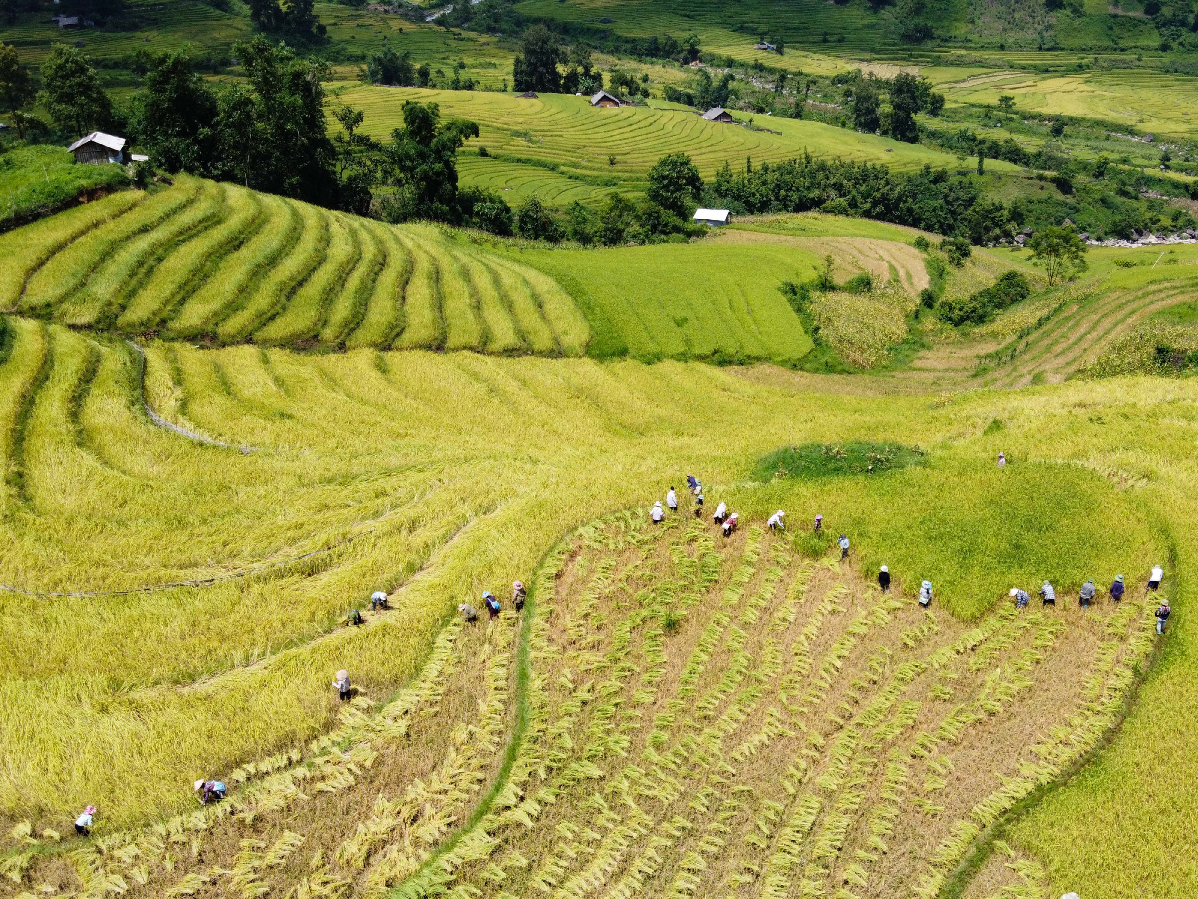 lua chin y ty anh 22