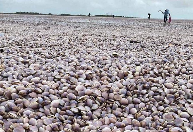 Hang tram tan ngao giay dat trang bo bien sau bao Noru hinh anh