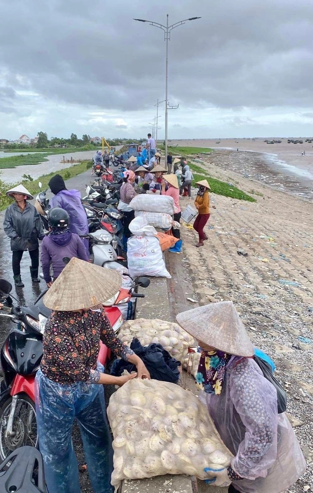 ngao giay dat bo bien anh 1