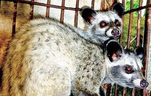 21 con chon huong con song duoc giau trong xe khach o TP.HCM hinh anh