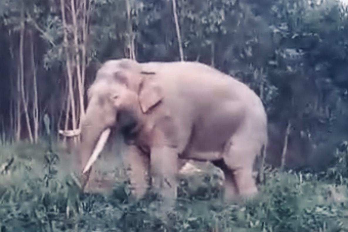 Voi nga lech quy hiem xuat hien o bia rung Dong Nai hinh anh