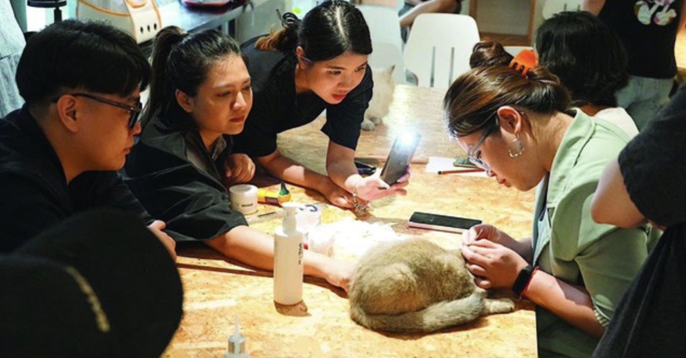 nhan giong meo thuan chung anh 1