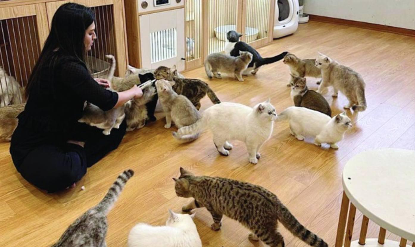 nhan giong meo thuan chung anh 3