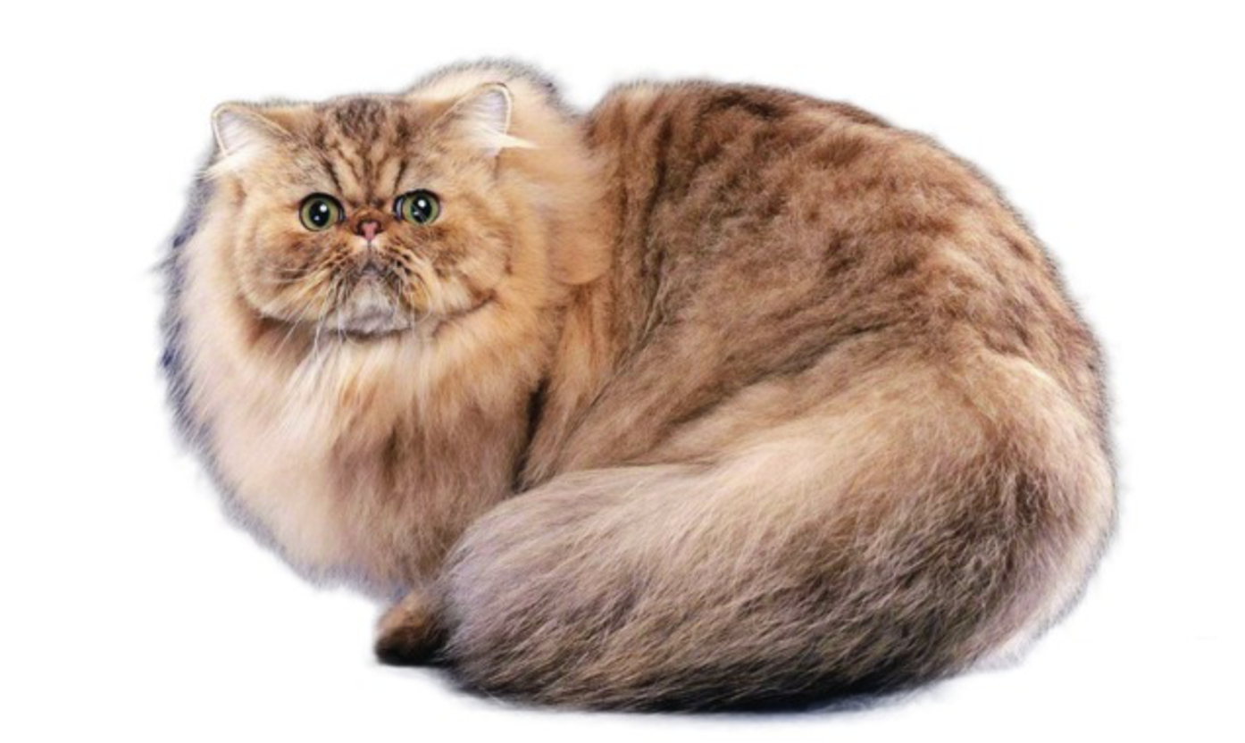 nhan giong meo thuan chung anh 4