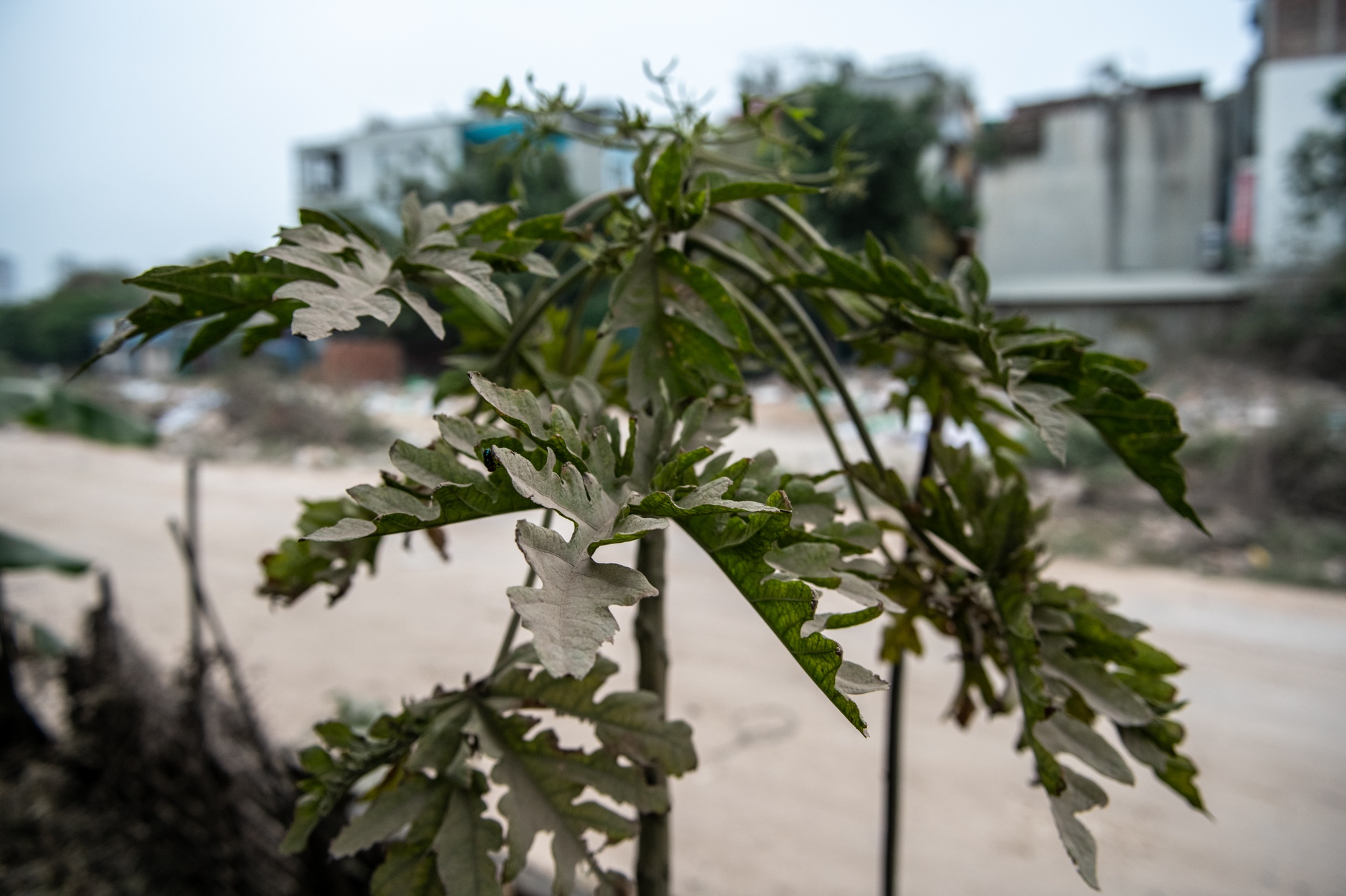 vanh dai 2, 5 Ha Noi anh 45