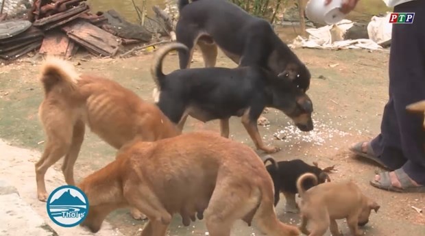 Cho nuoi can khien mot nguoi tu vong, 8 nguoi phai dieu tri hinh anh