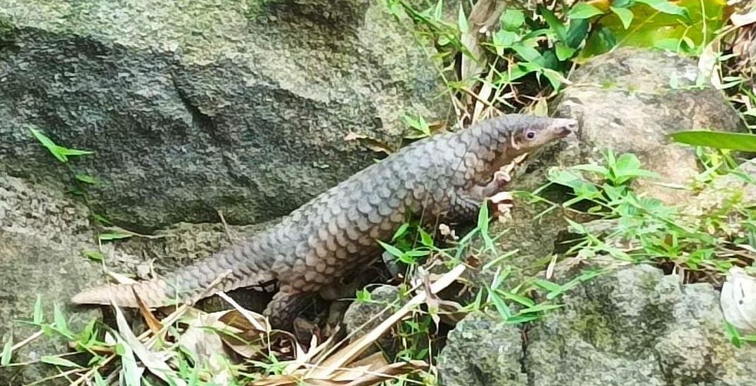 Te te quy hiem bo vao nha dan o Hoi An hinh anh