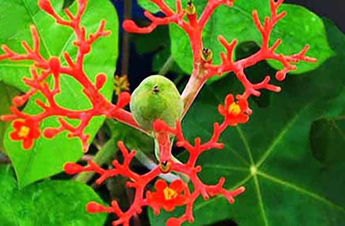 Canh bao ngo doc sau vu 14 hoc sinh nhap vien do an qua ngo dong hinh anh