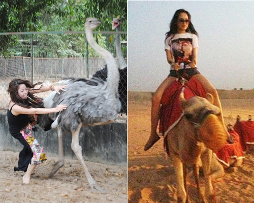 Sao Viet do khoc do cuoi khi chup anh cung dong vat hinh anh