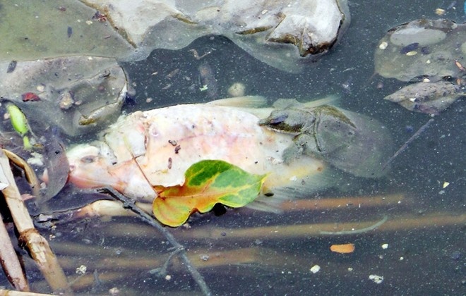 Can phat tien nguoi cau ca tren kenh Nhieu Loc hinh anh