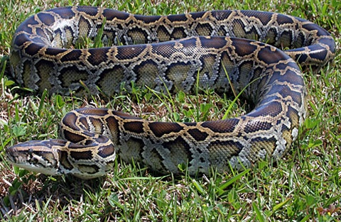 Video bao gam ha sat tran 'khung' dai 4m hinh anh