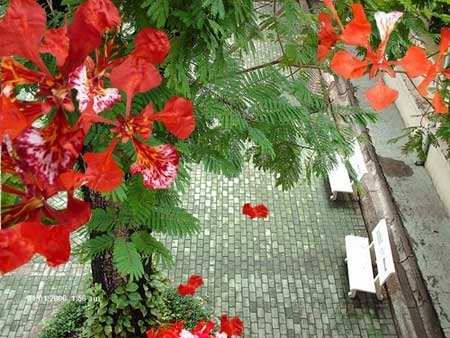 Chot nho thoi thanh xuan den nao long hinh anh
