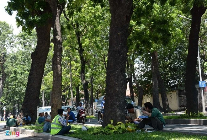 Hàng cây xanh mát ở Sài Gòn gắn liền với ký ức của nhiều người dân.