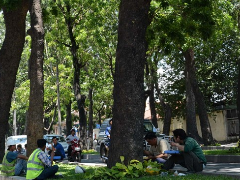 'Qua tham lam khi muon co ca tau dien va cay xanh' hinh anh