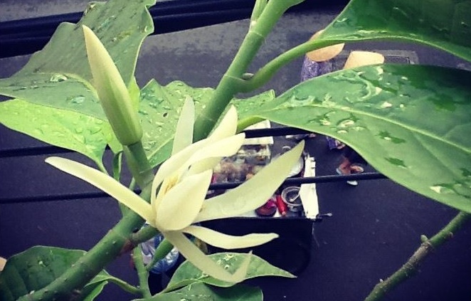 Hoa ngọc lan. Ảnh: Dạ Thương.